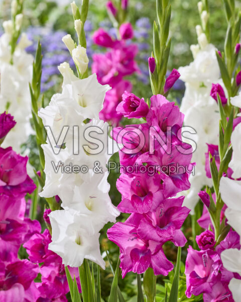 Gladiolus mixed Gladiolus mixed