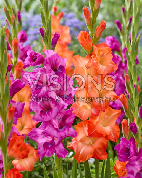Gladiolus mixed Gladiolus mixed