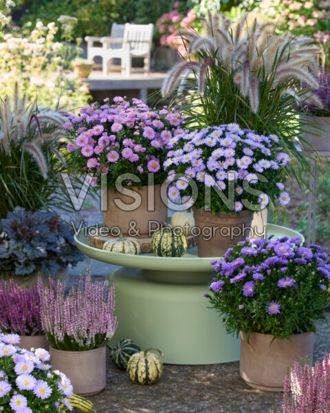 Aster ageratoides collectie Aster ageratoides collectie