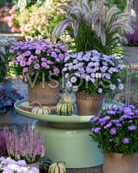Aster ageratoides collectie