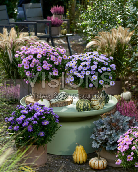 Aster ageratoides collection