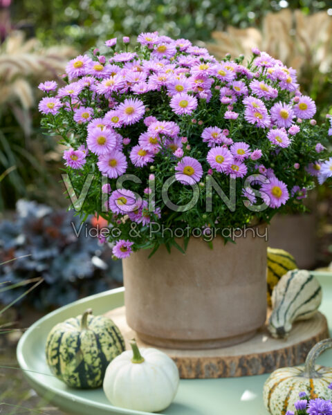 Aster ageratoides pink Aster ageratoides pink