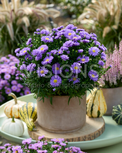 Aster ageratoides paars