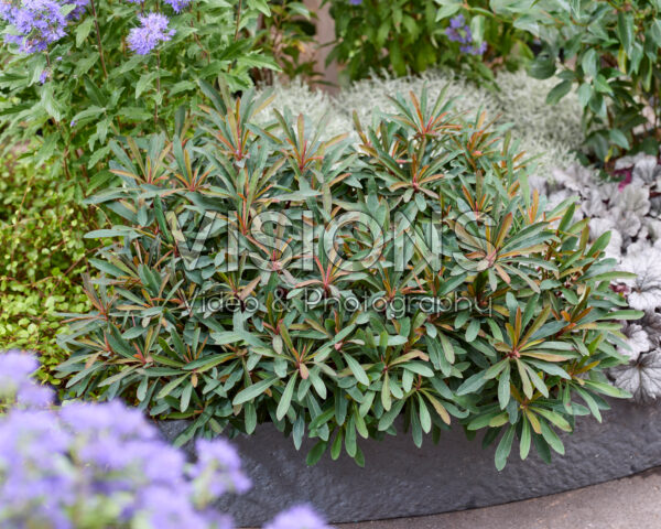 Euphorbia Miner's Merlot