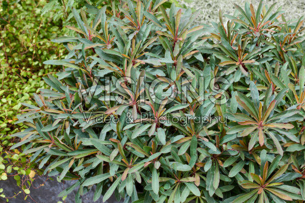 Euphorbia Miner's Merlot