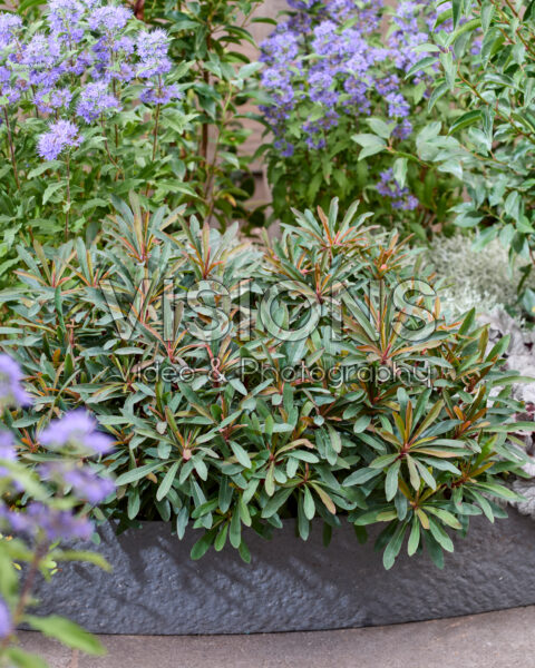 Euphorbia Miner's Merlot Euphorbia Miner's Merlot