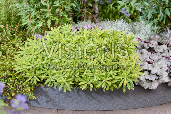Euphorbia