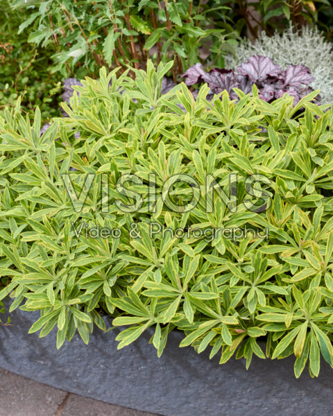 Euphorbia Euphorbia
