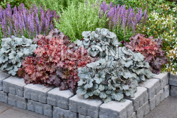 Heuchera gemengd