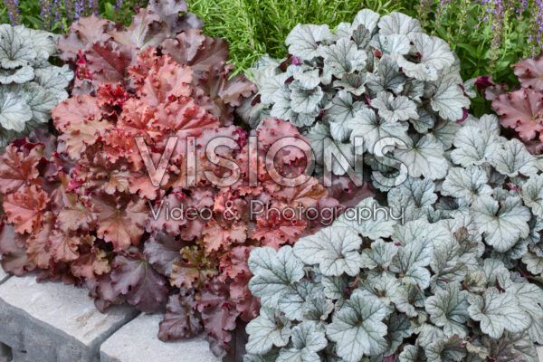 Heuchera mixed