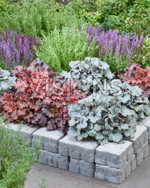 Heuchera gemengd Heuchera gemengd