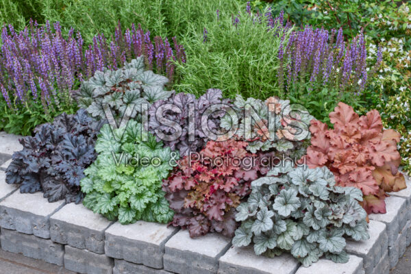 Heuchera mixed