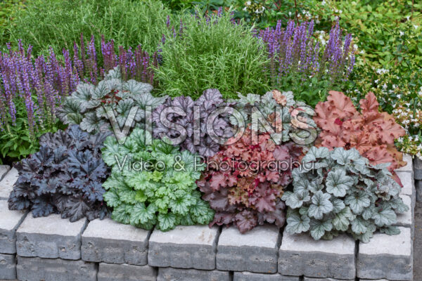 Heuchera gemengd Heuchera gemengd