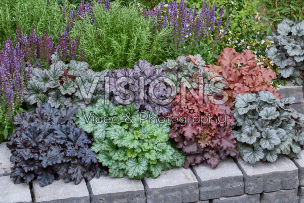 Heuchera mixed