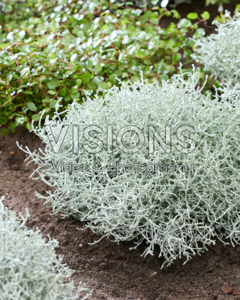 Leucophyta brownii Leucophyta brownii