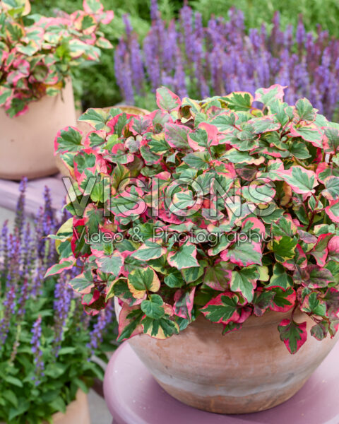 Houttuynia cordata Chameleon Houttuynia cordata Chameleon