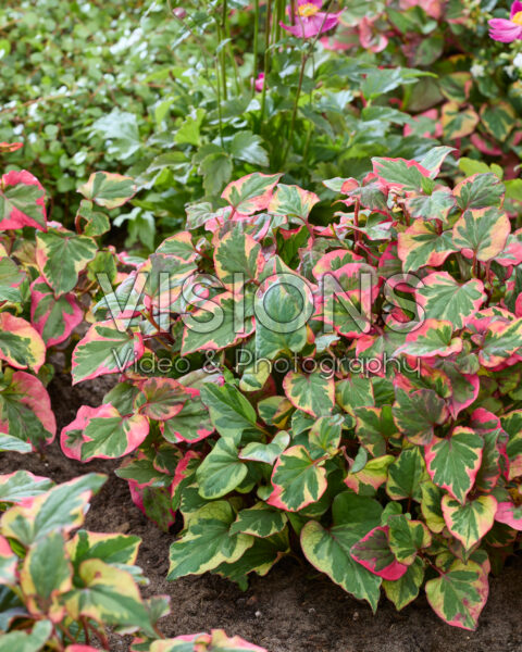 Houttuynia cordata Chameleon