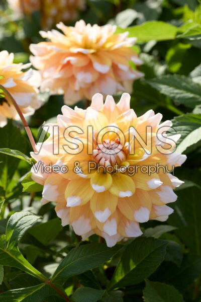 Dahlia Seattle Dahlia Seattle