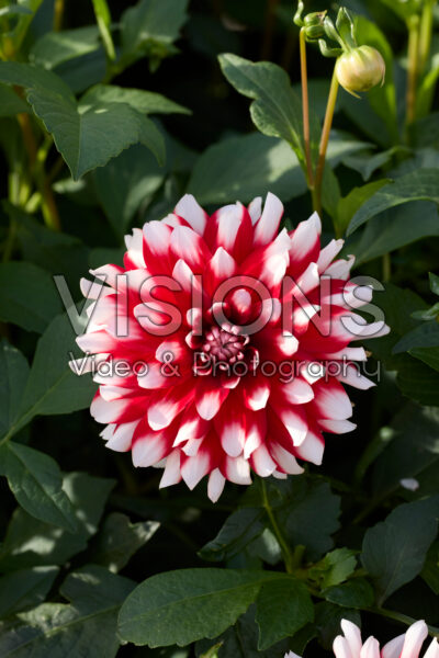 Dahlia Siedlerstolz