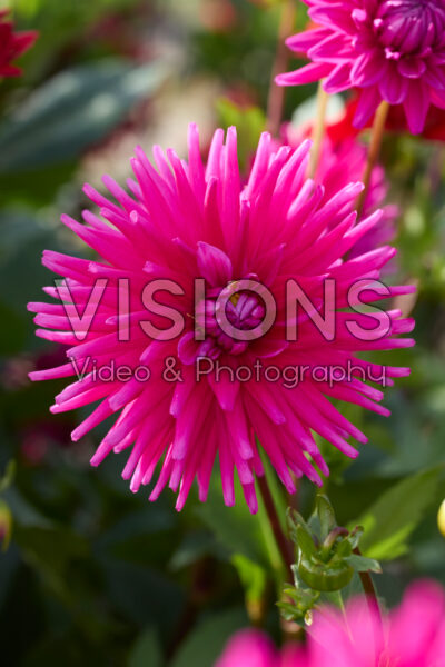 Dahlia Purple Gem