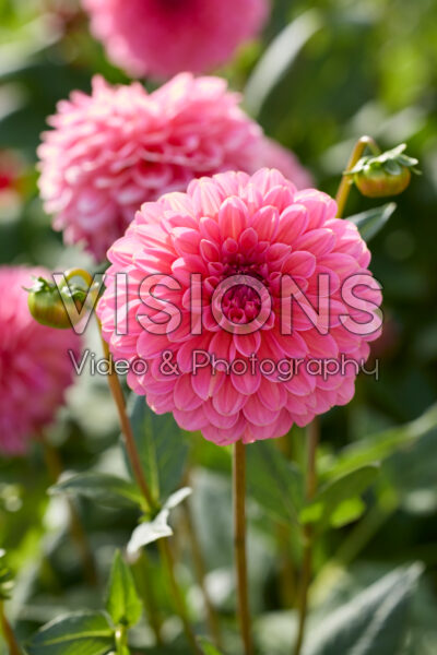 Dahlia Pink Runner