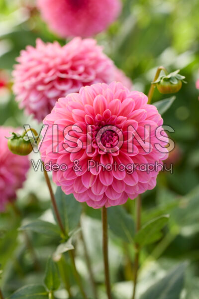 Dahlia Pink Runner