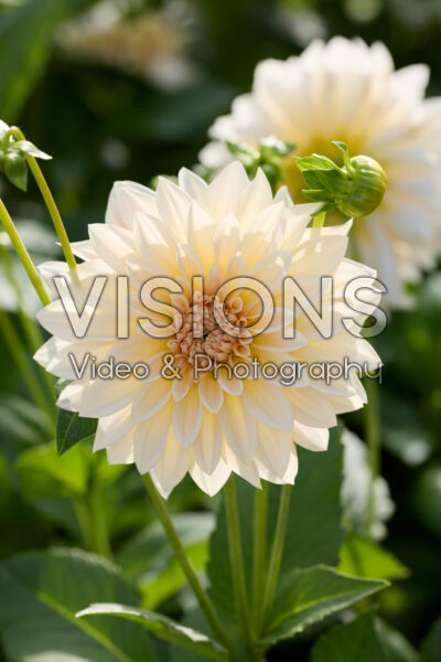 Dahlia Cafe au Lait