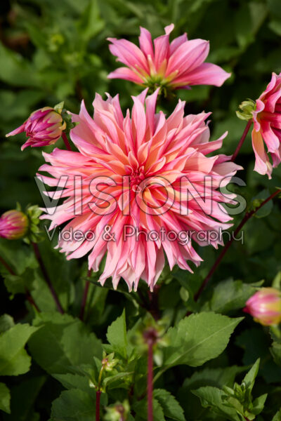 Dahlia Labyrinth Dahlia Labyrinth