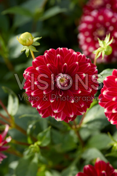 Dahlia Red Rock