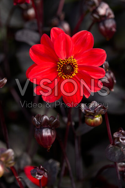 Dahlia Red Fantasy Dahlia Red Fantasy