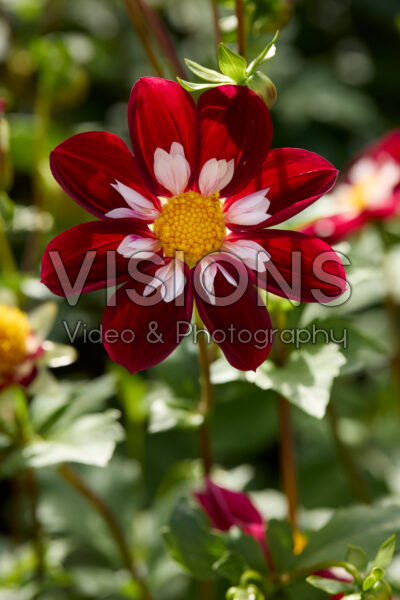 Dahlia Mary Evelyn