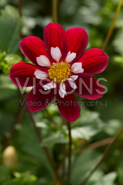 Dahlia Mary Evelyn