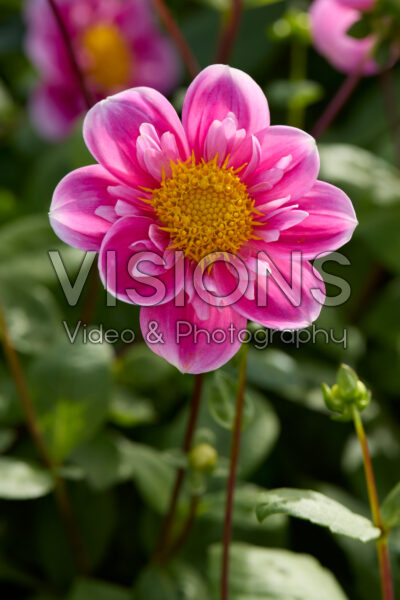 Dahlia Hartenaas