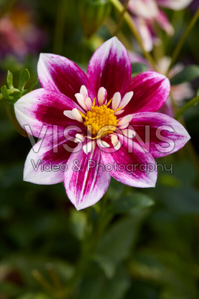 Dahlia Impression Fabula Dahlia Impression Fabula
