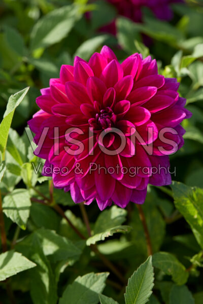 Dahlia Le Baron Dahlia Le Baron
