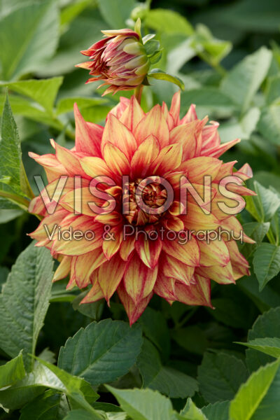 Dahlia Dazzling Magic