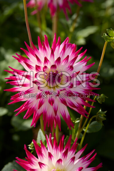 Dahlia Dutch Explosion Dahlia Dutch Explosion