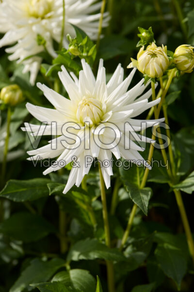 Dahlia My Love Dahlia My Love