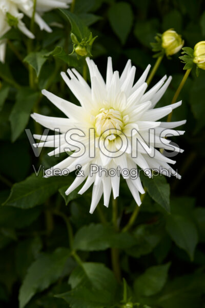 Dahlia My Love Dahlia My Love