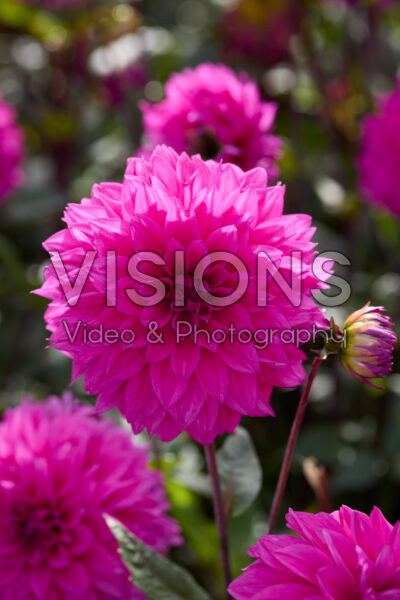 Dahlia Cornwall Island