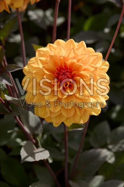 Dahlia David Howard Dahlia David Howard
