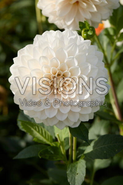 Dahlia Glossy Carlita