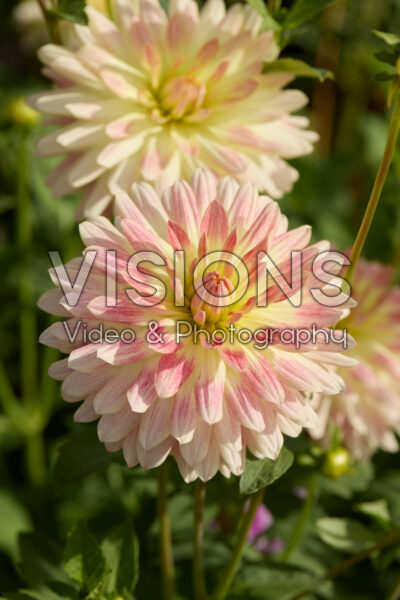 Dahlia Tropical Sunset