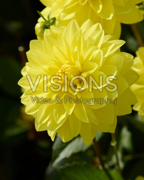 Dahlia American Sun Dahlia American Sun