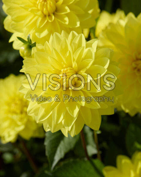 Dahlia American Sun Dahlia American Sun