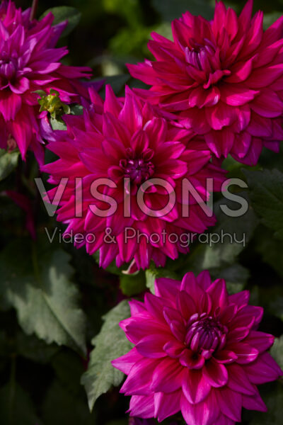 Dahlia Fuchsia Charm
