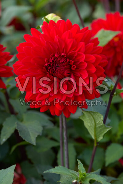 Dalia Garden Wonder Dalia Garden Wonder