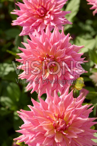 Dahlia Omega