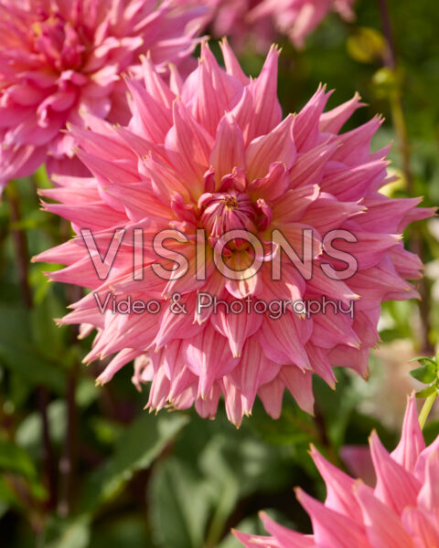 Dahlia Omega