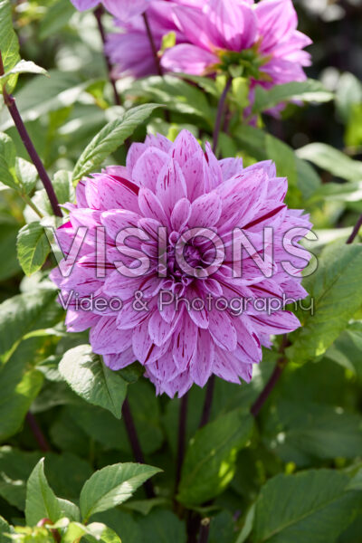 Dahlia Nikola Tesla Dahlia Nikola Tesla